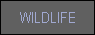 wildlife